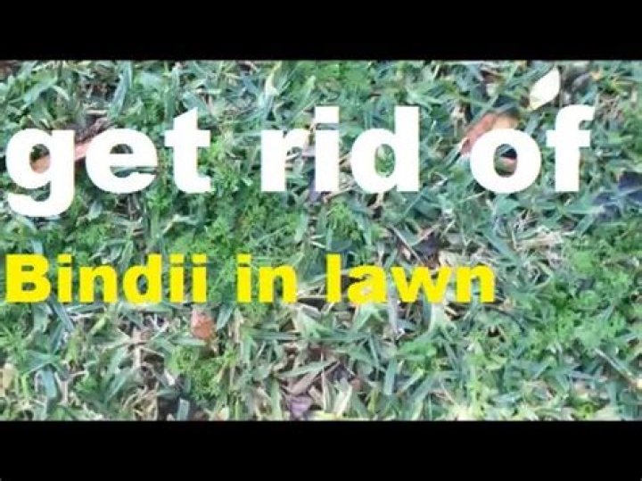 How do I get rid of Bindii in my lawn