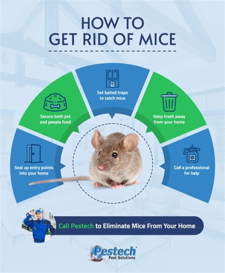 How do I get rid of mice in my condo
