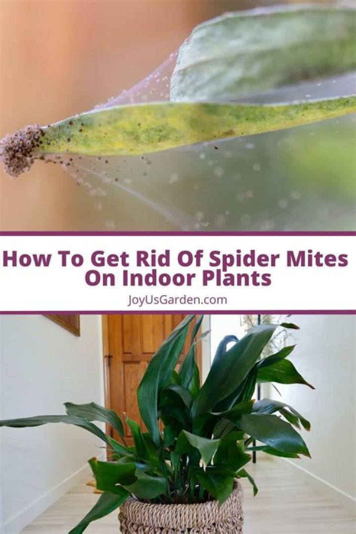 How do I get rid of spider mites on my rubber plant