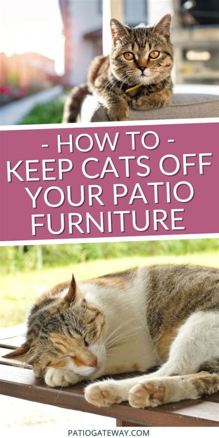 How do I keep cats off my porch furniture