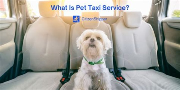 How do I start a pet taxi service