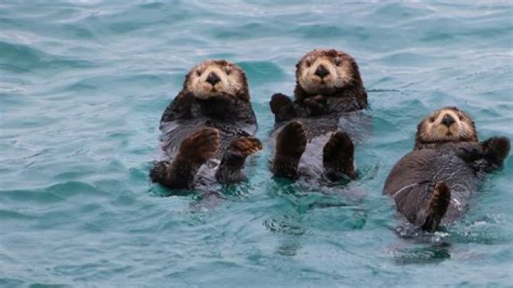 How do people help sea otters