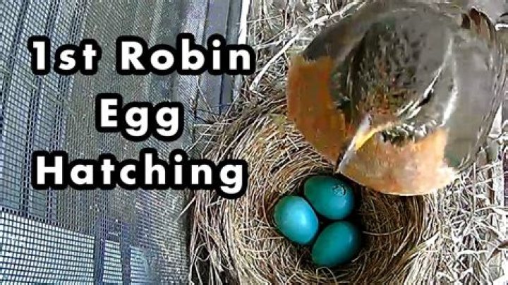 How do Robins hatch their eggs