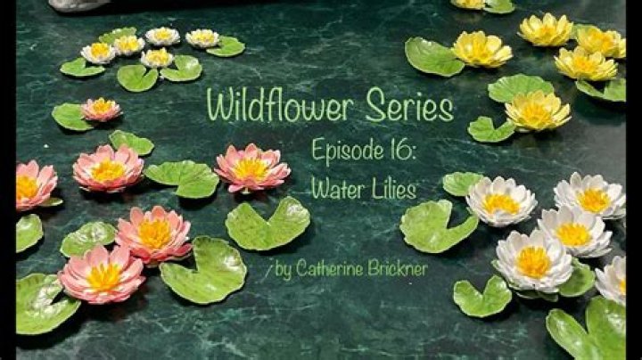 How do water lilies survive