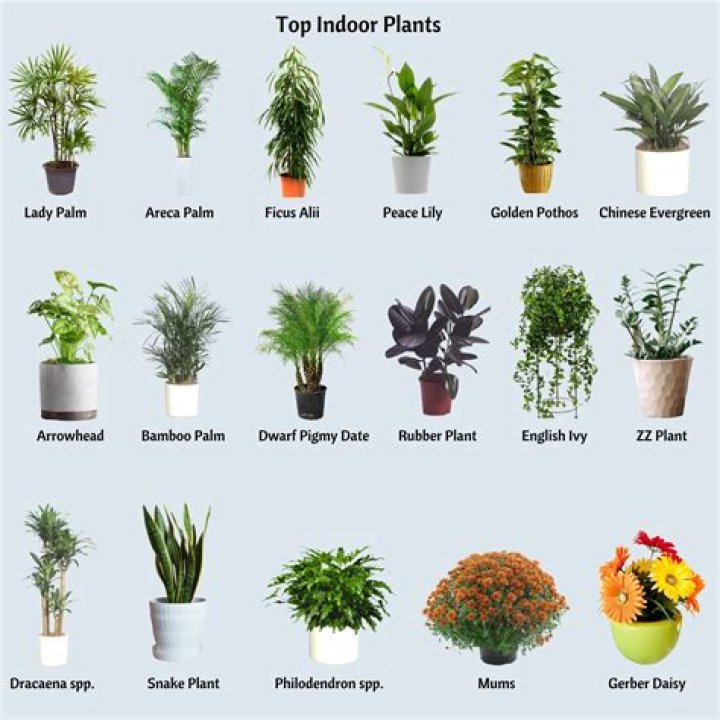 How do you acclimate indoor plants for the winter