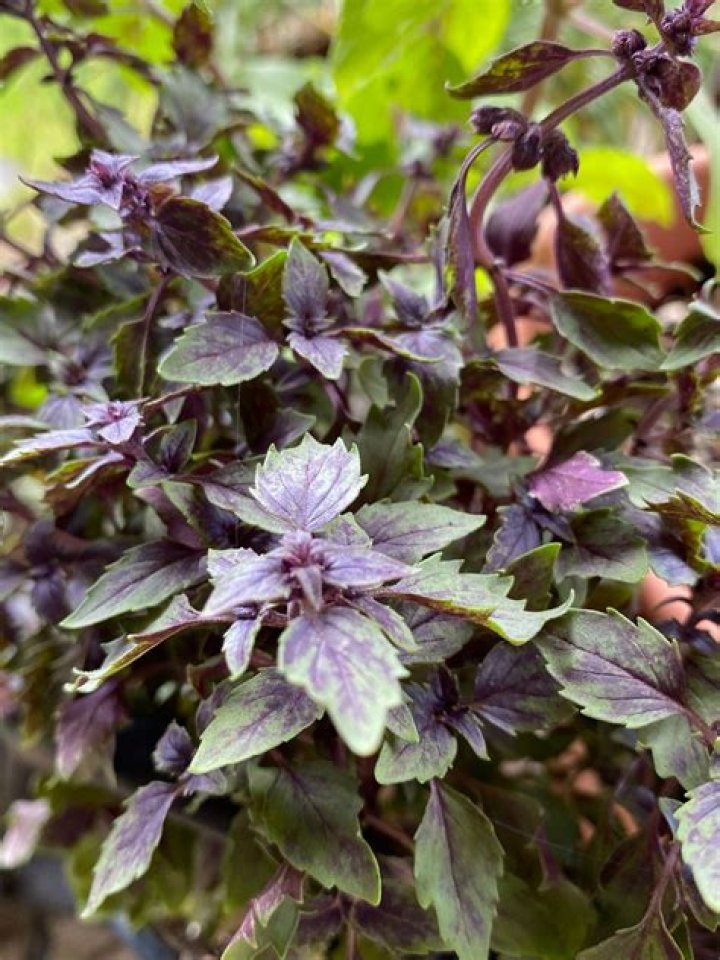 How do you care for African blue basil