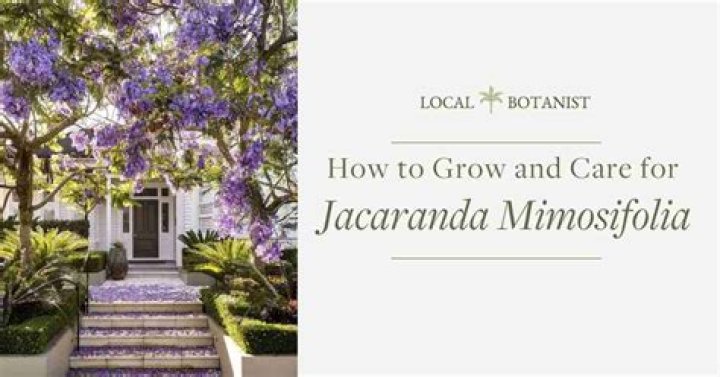 How do you care for Jacaranda Mimosifolia