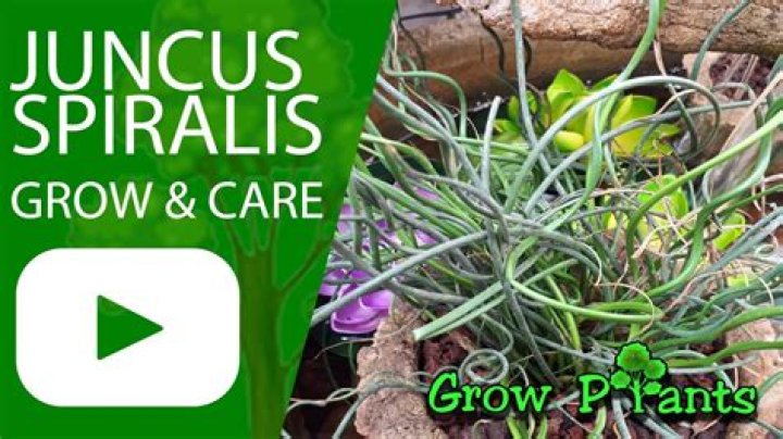 How do you care for Juncus spiralis