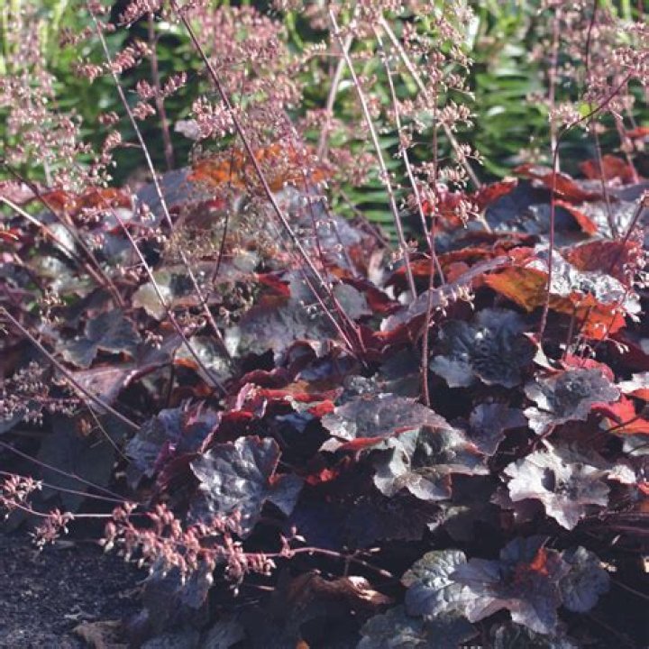 How do you care for Palace Purple coral bells