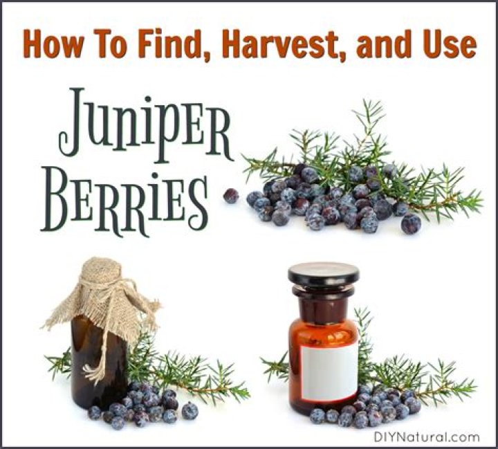 How do you collect juniper berries