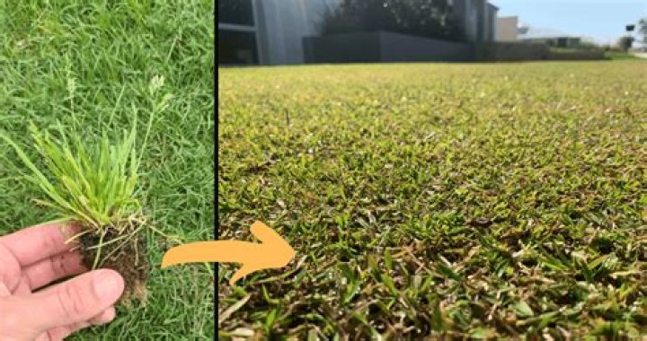 How do you control weeds in Zoysia grass