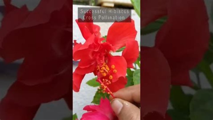 How do you cross pollinate a hibiscus