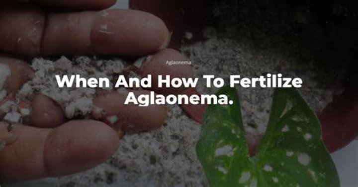 How do you fertilize aglaonema