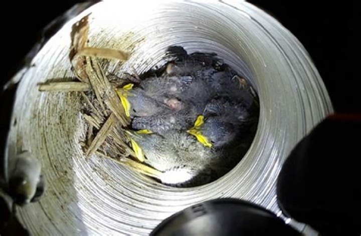 How do you get a bird nest out of an exhaust vent