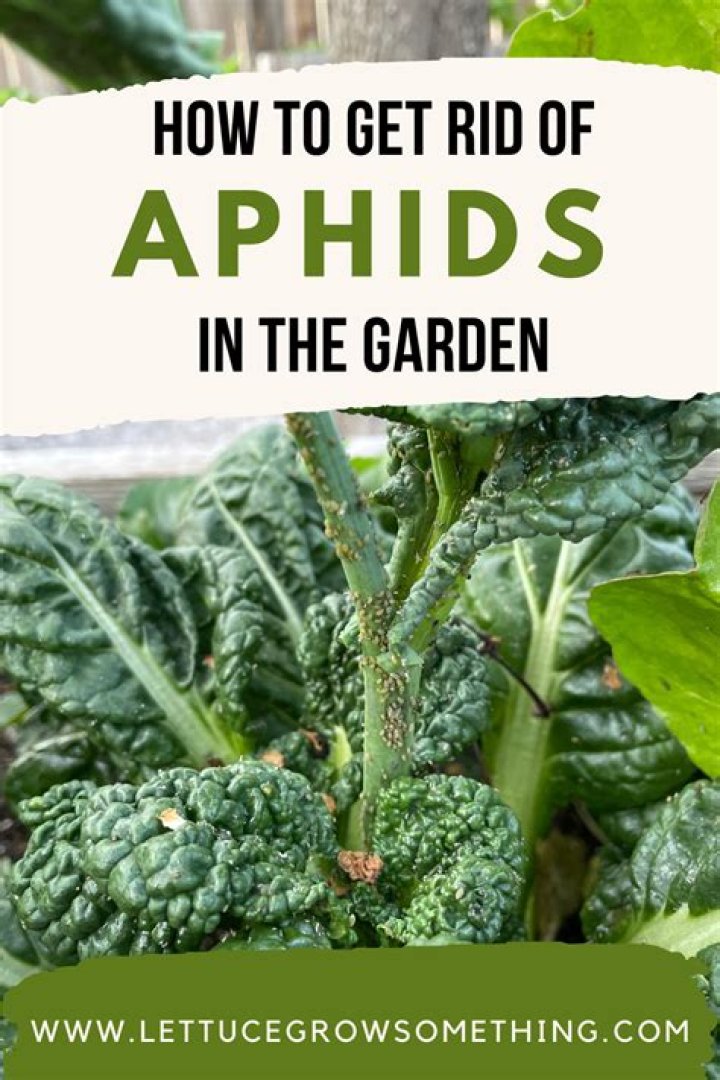 How do you get rid of aphids on rose buds