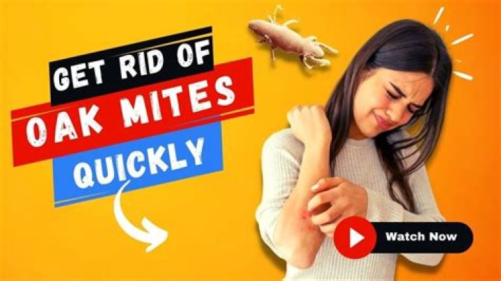 How do you get rid of Oak mites