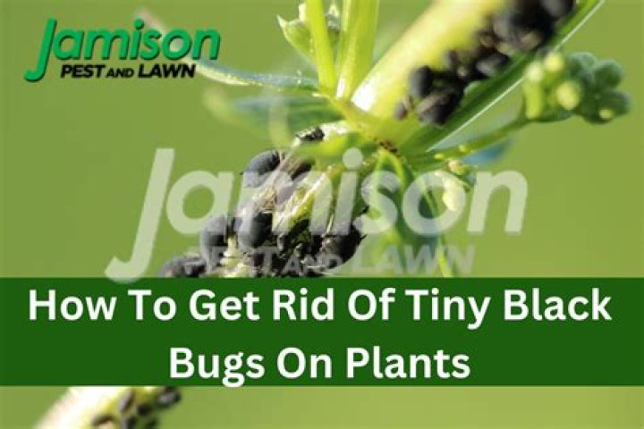 How do you get rid of tiny black ants