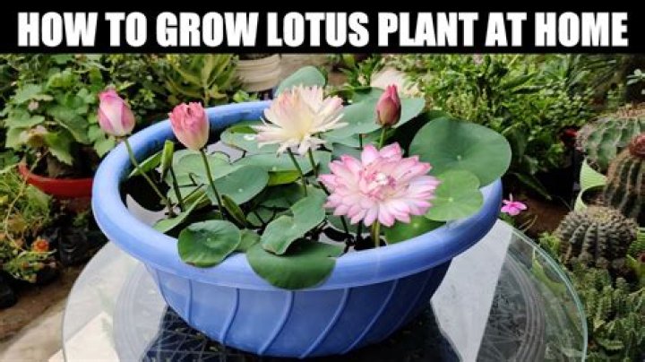 How do you grow a lotus bonsai tree
