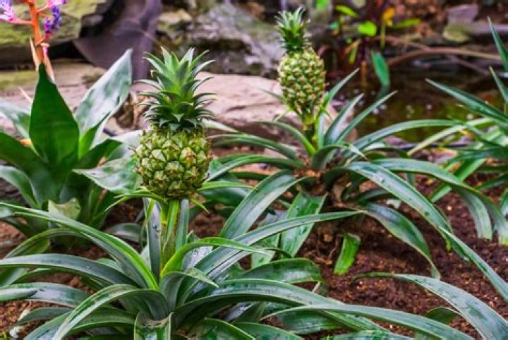 How do you grow a pineapple lily