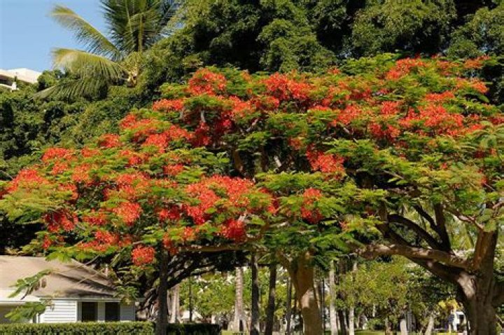 How do you grow a royal poinciana tree