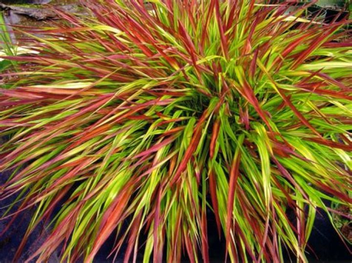How do you grow Hakonechloa macra