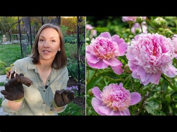 How do you grow peonies in Oregon