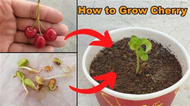 How do you grow Rainier cherry seeds