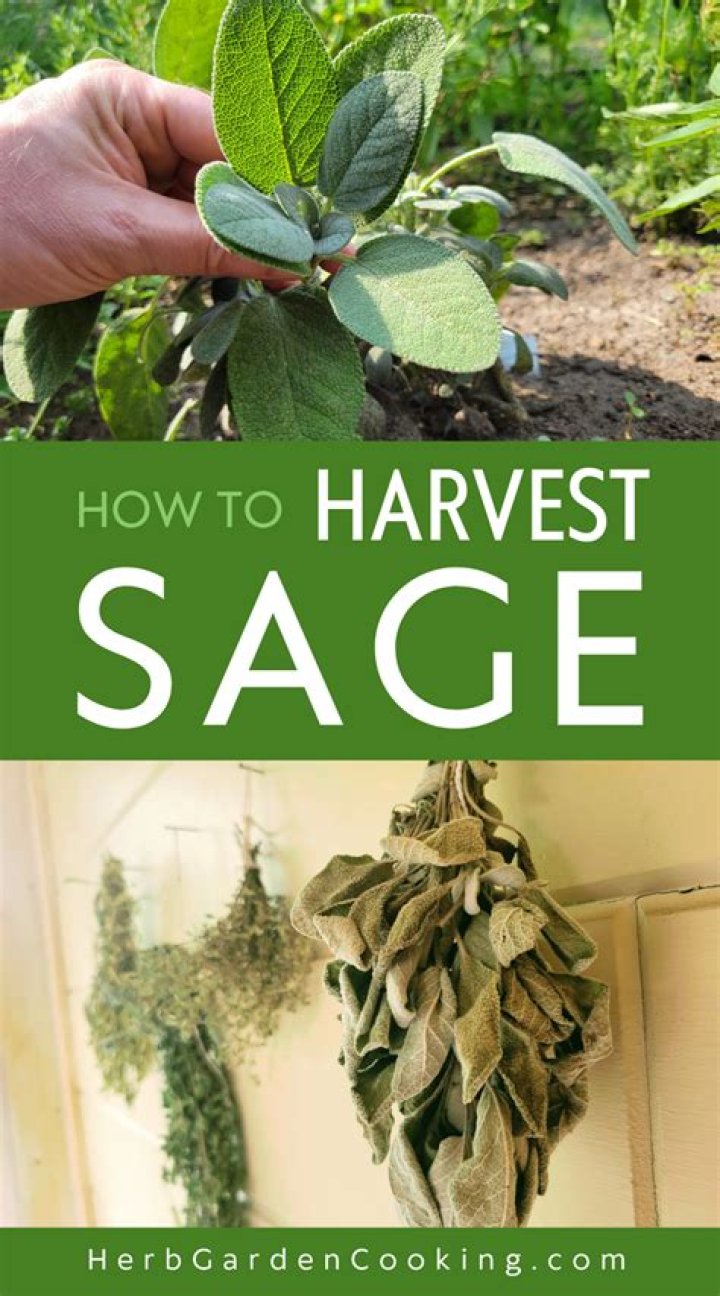 How do you harvest and store sage leaves