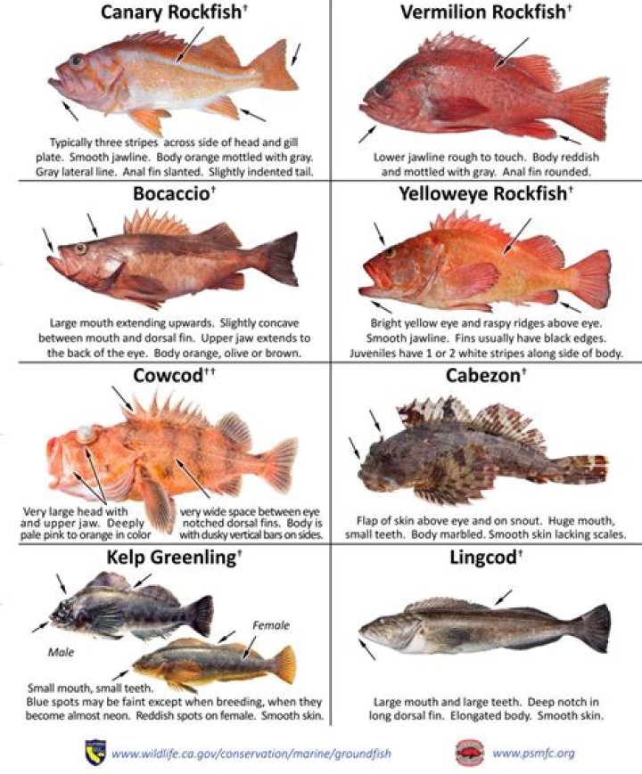 How do you identify rockfish