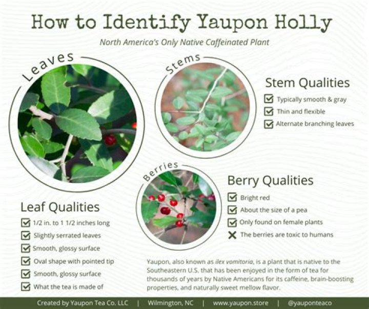 How do you identify Yaupon holly