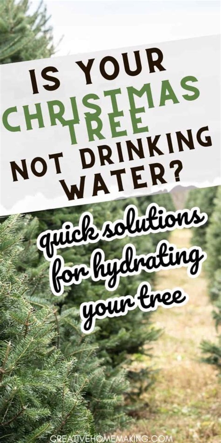 How do you keep Christmas tree water from smelling