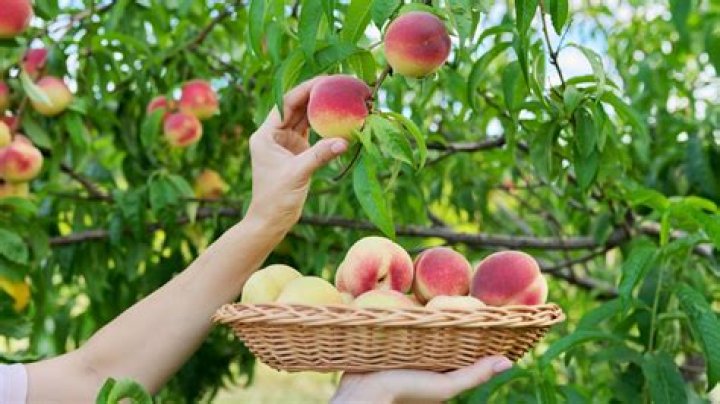 How do you keep peaches from being mealy