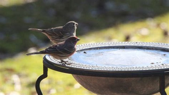 How do you keep water from freezing in a bird bath