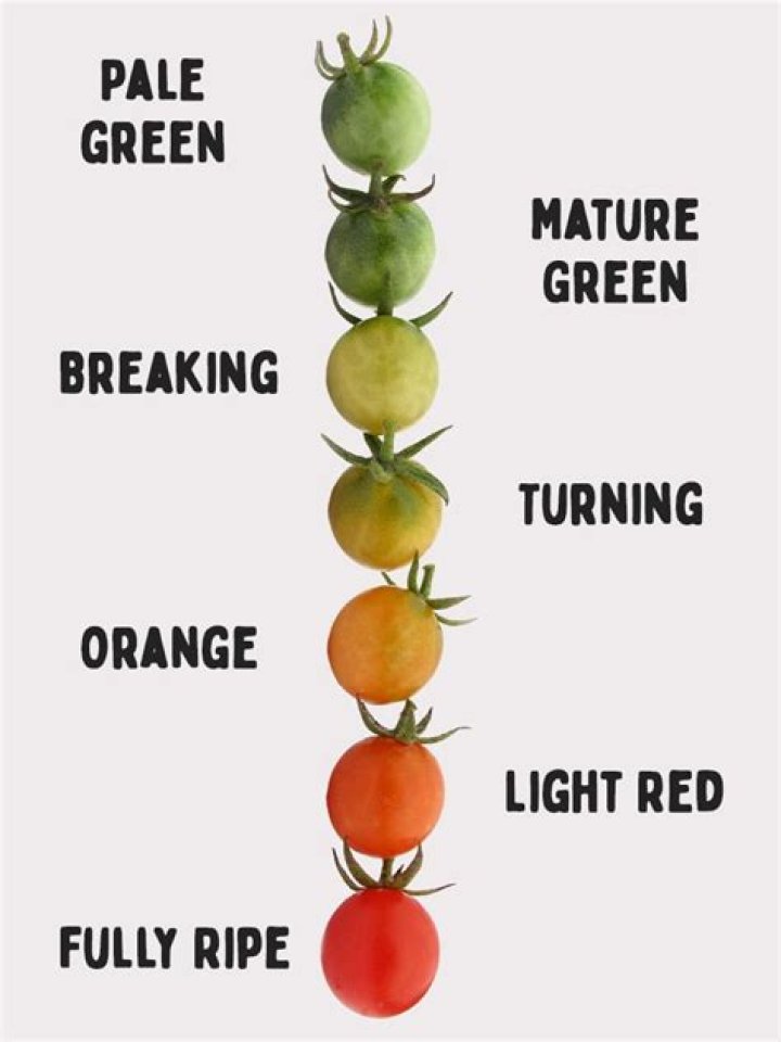 How do you know when a lime green tomato is ripe