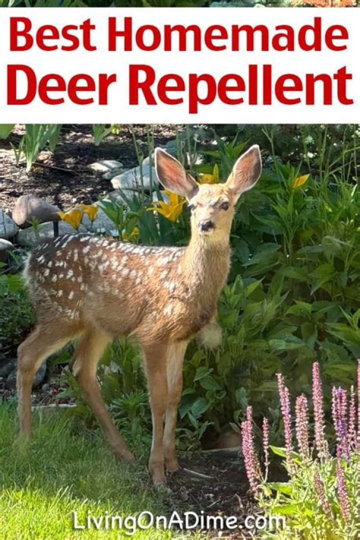 How do you make homemade deer repellent