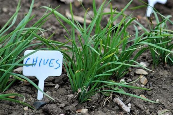 How do you plant chives