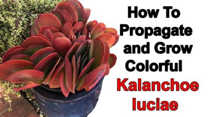 How do you propagate Luciae Kalanchoe