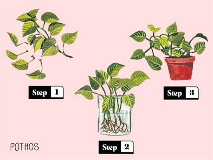 How do you propagate streptocarpus