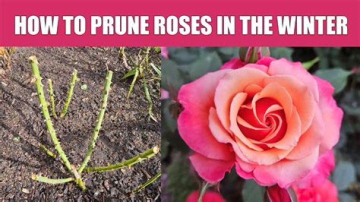 How do you prune a Bonica rose