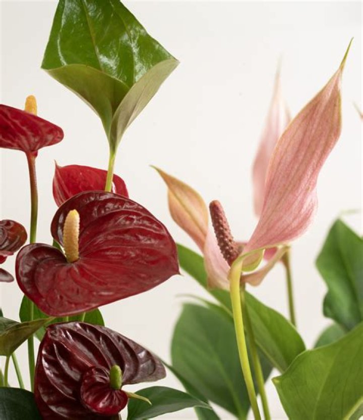 How do you save anthurium plants