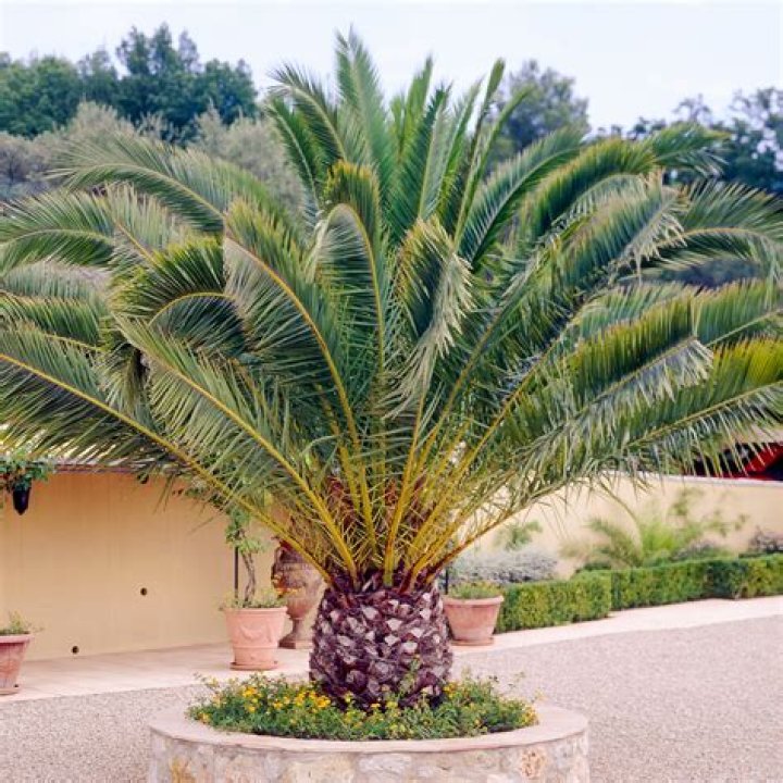 How do you take care of a canary palm tree
