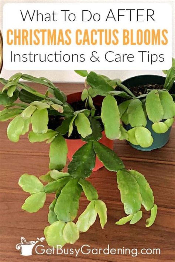 How do you take care of a Christmas cactus after it blooms