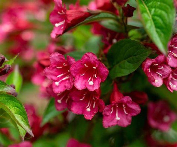 How do you take care of a red prince weigela