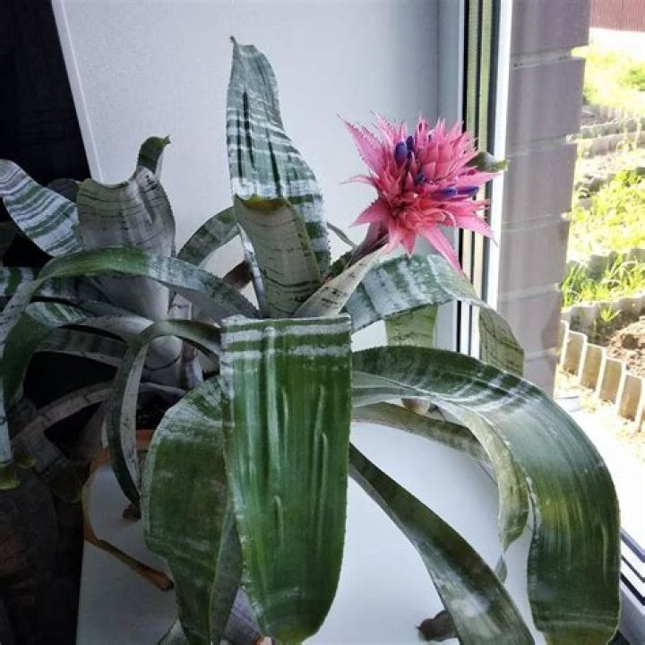 How do you take care of aechmea Primera