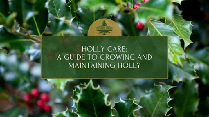 How do you take care of holly ferns