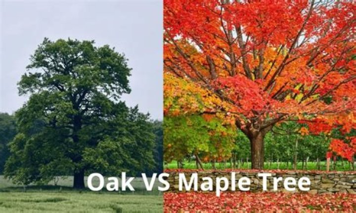 How do you tell the difference between oak and maple trees