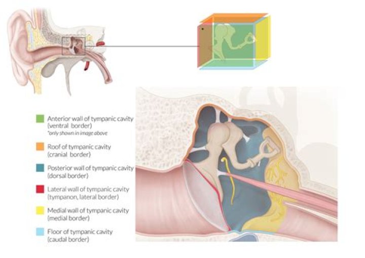 How do you test for tympanic membrane mobility