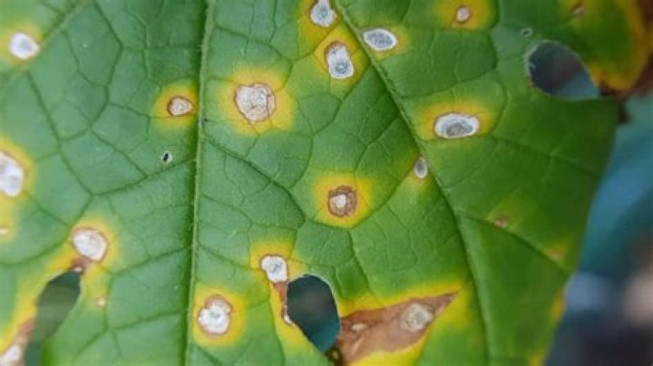 How do you treat leaf spots on Photinia