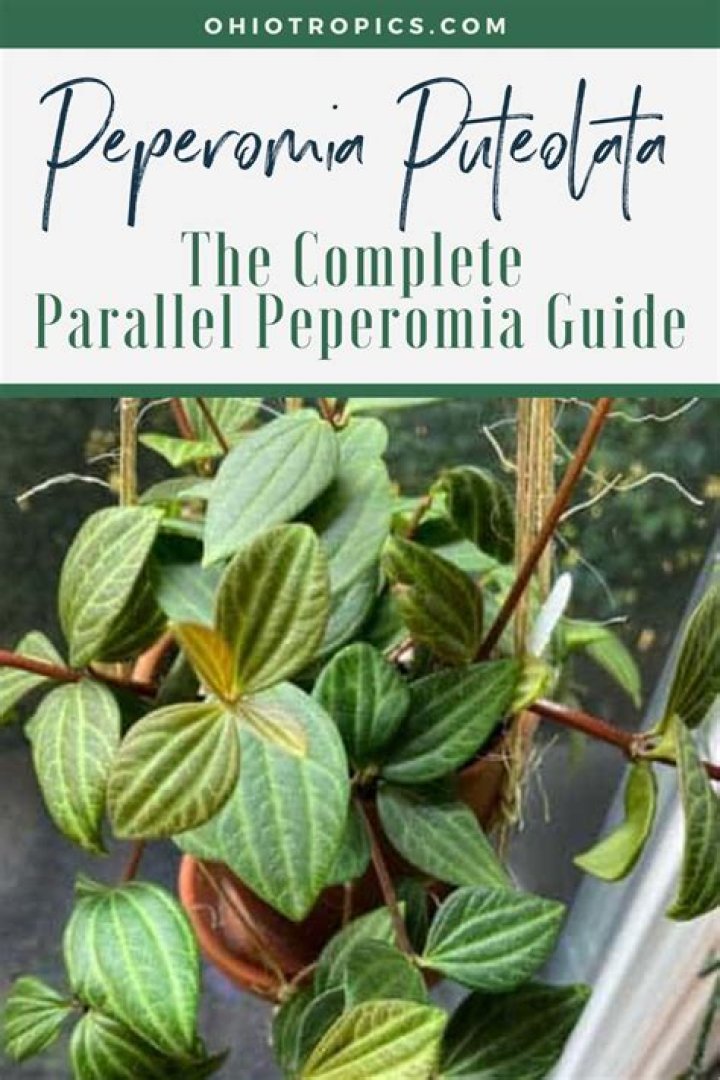 How do you treat parallel Peperomia