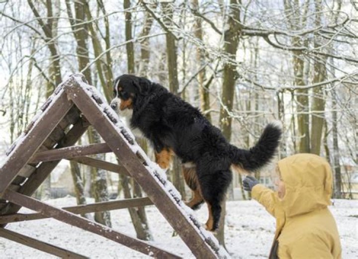 How do you treat wobblers in dogs